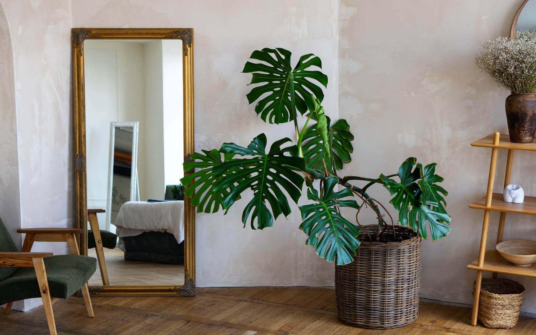 Monstera w mieszkaniu na sprzedaż